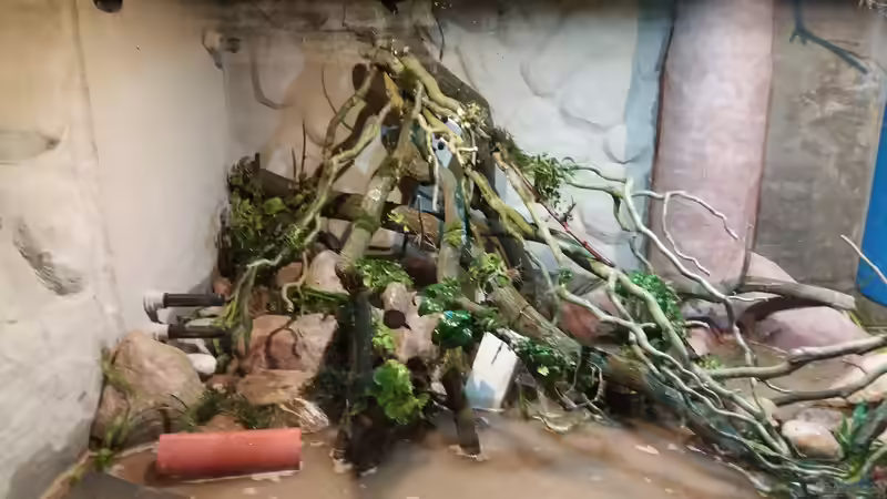 Dekoration im Aquarium 8.000L von Kurt Osterhoff (36)