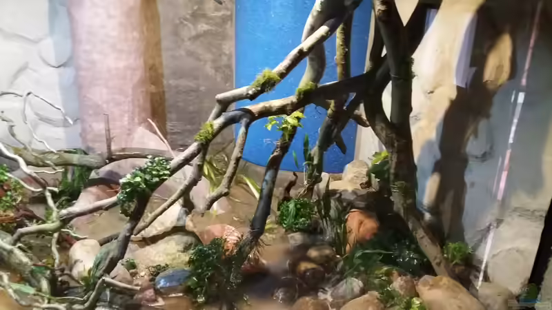 Dekoration im Aquarium 8.000L von Kurt Osterhoff (37)