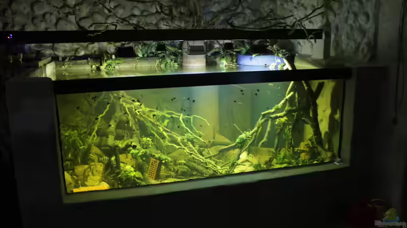 Dekoration im Aquarium 8.000L von Kurt Osterhoff (38)