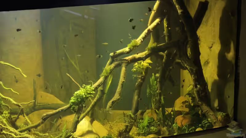 Dekoration im Aquarium 8.000L von Kurt Osterhoff (40)