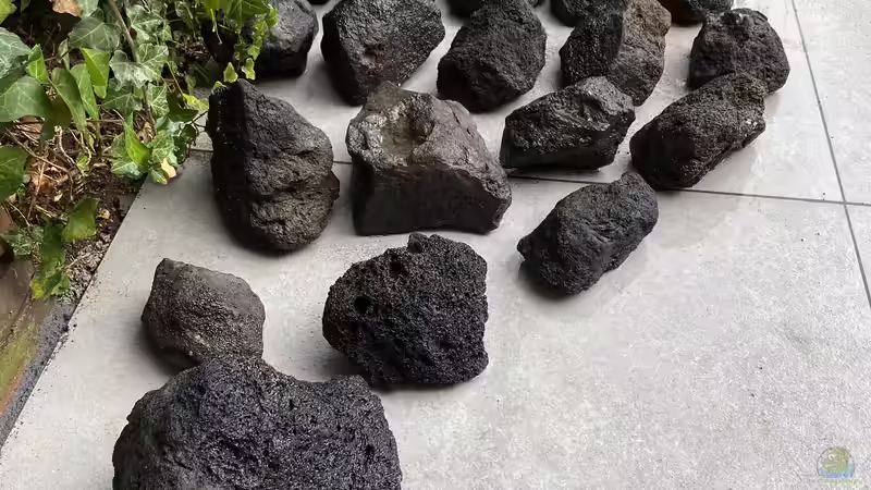 Dekoration im Aquarium 875 Liter Südamerika-Gesellschaft von Baron Zelle (15)