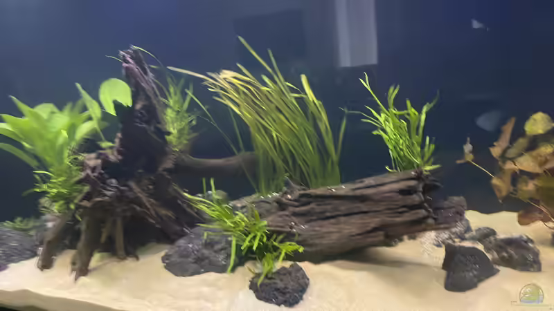 Dekoration im Aquarium 875 Liter Südamerika-Gesellschaft von Baron Zelle (16)