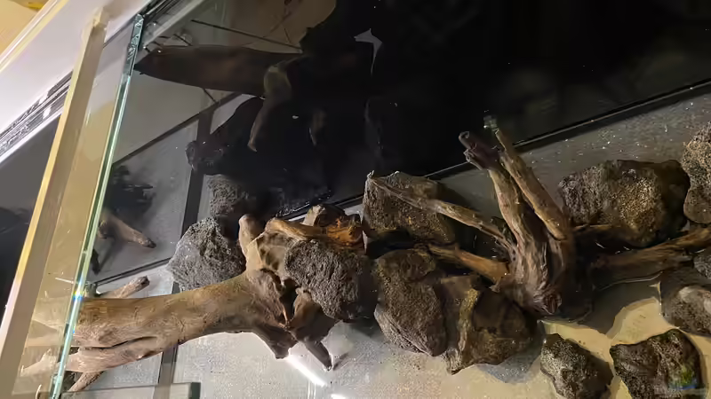 Dekoration im Aquarium 875 Liter Südamerika-Gesellschaft von Baron Zelle (17)