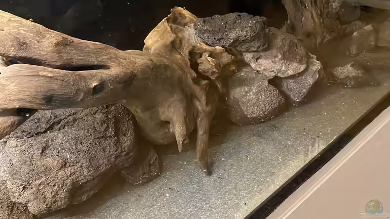 Dekoration im Aquarium 875 Liter Südamerika-Gesellschaft von Baron Zelle (18)