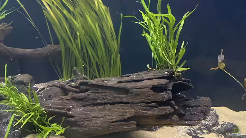 Dekoration im Aquarium 875 Liter Südamerika-Gesellschaft von Baron Zelle (19)