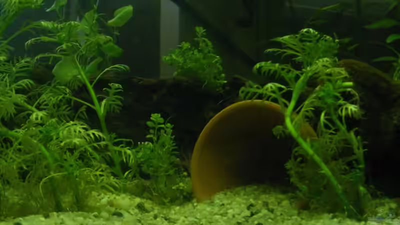 Dekoration im Aquarium 96 Liters von Martin Schulze (5)