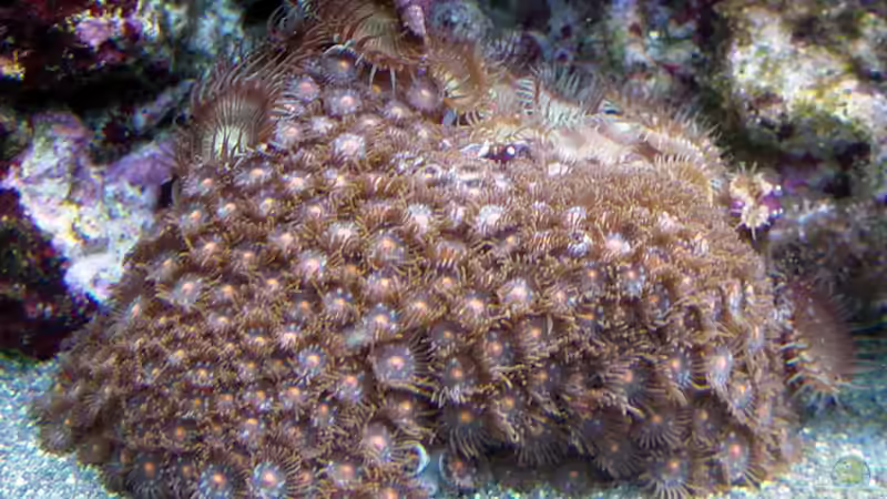 Dekoration im Aquarium A Piece of Reef Obsolete von The_Lizardking (18)