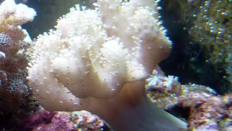 Dekoration im Aquarium A Piece of Reef Obsolete von The_Lizardking (19)