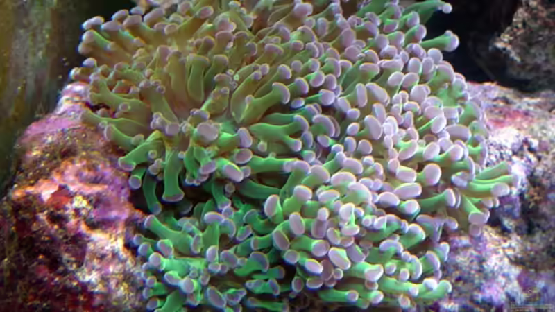 Dekoration im Aquarium A Piece of Reef Obsolete von The_Lizardking (20)