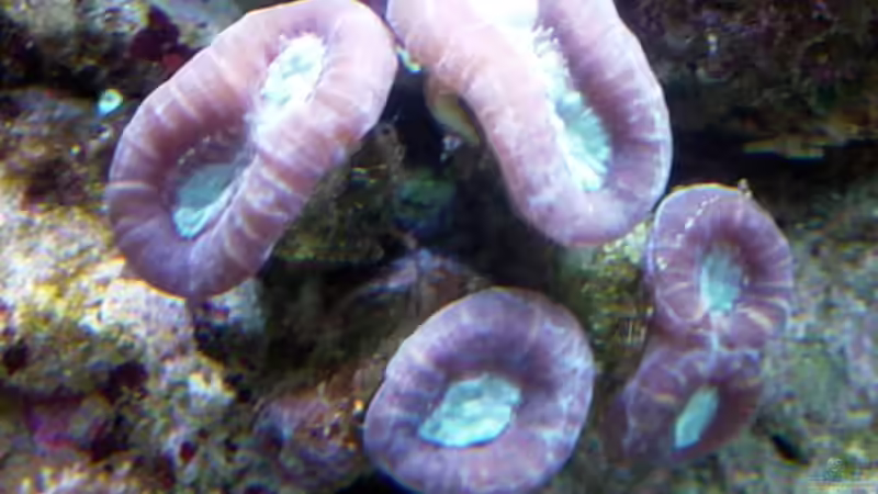 Dekoration im Aquarium A Piece of Reef Obsolete von The_Lizardking (21)