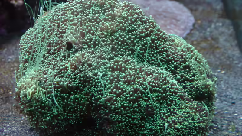 Dekoration im Aquarium A Piece of Reef Obsolete von The_Lizardking (23)