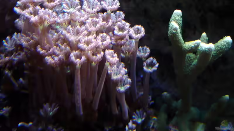 Dekoration im Aquarium A Piece of Reef Obsolete von The_Lizardking (24)