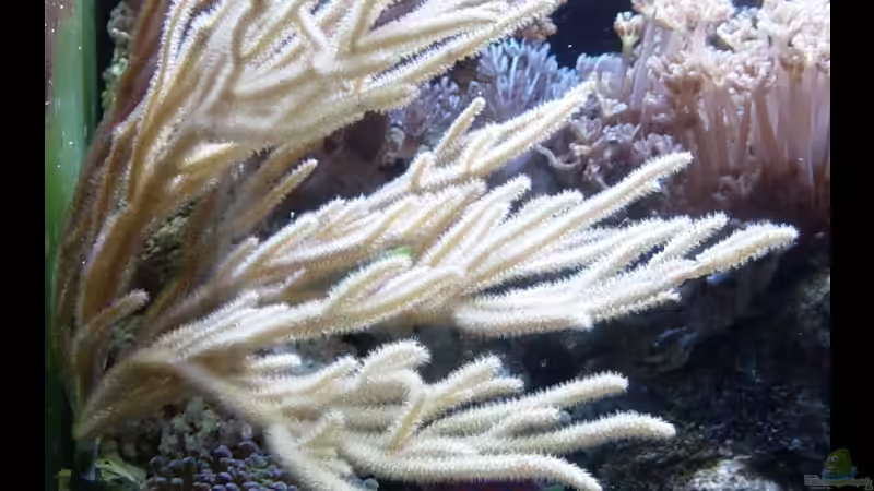 Dekoration im Aquarium A Piece of Reef Obsolete von The_Lizardking (25)