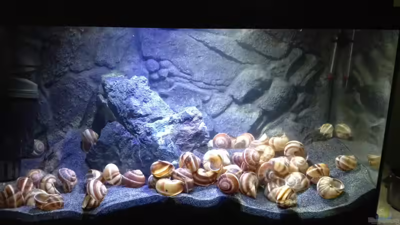 Dekoration im Aquarium a small one for the little one part II (aufgelöst) von der Steirer (20)