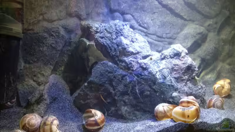 Dekoration im Aquarium a small one for the little one part II (aufgelöst) von der Steirer (21)