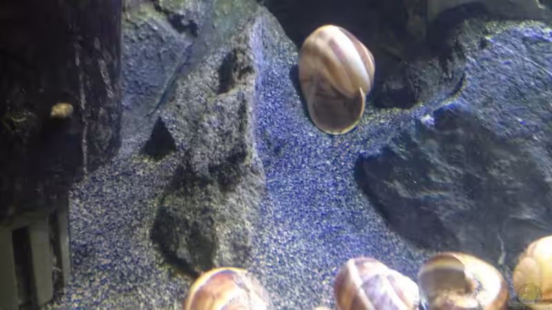 Dekoration im Aquarium a small one for the little one part II (aufgelöst) von der Steirer (22)