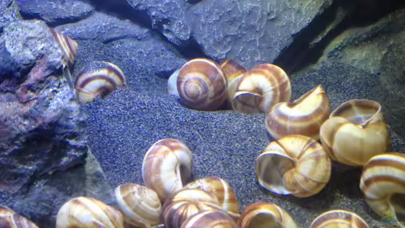 Dekoration im Aquarium a small one for the little one part II (aufgelöst) von der Steirer (23)