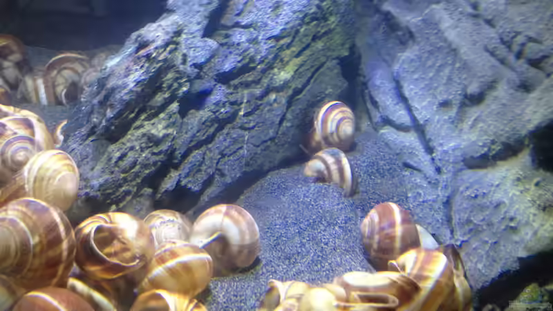 Dekoration im Aquarium a small one for the little one part II (aufgelöst) von der Steirer (24)