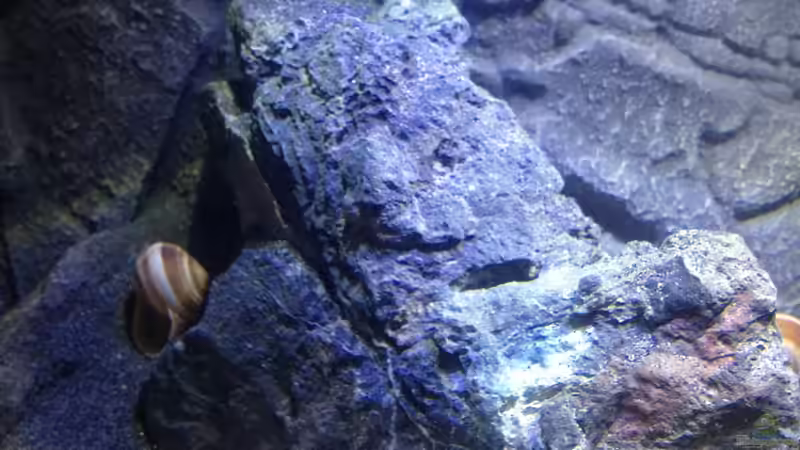 Dekoration im Aquarium a small one for the little one part II (aufgelöst) von der Steirer (27)