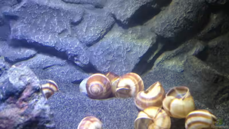 Dekoration im Aquarium a small one for the little one part II (aufgelöst) von der Steirer (28)