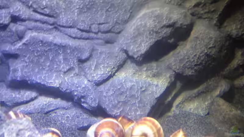 Dekoration im Aquarium a small one for the little one part II (aufgelöst) von der Steirer (29)