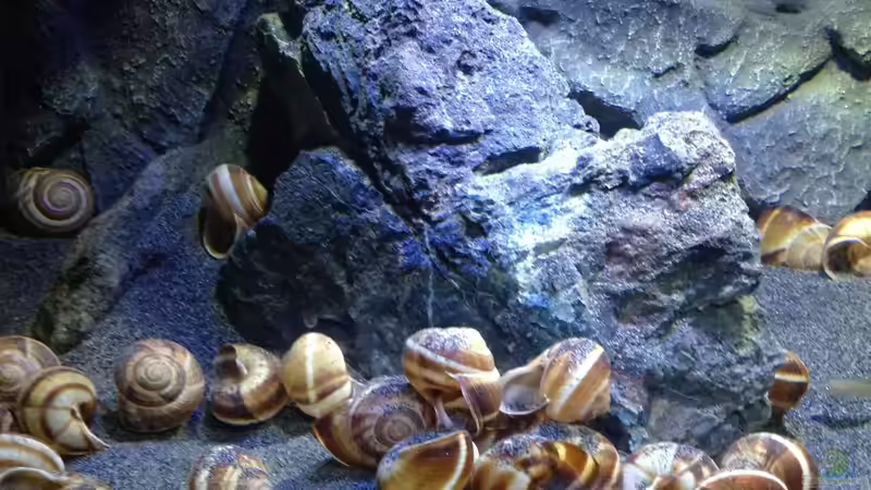 Dekoration im Aquarium a small one for the little one part II (aufgelöst) von der Steirer (31)