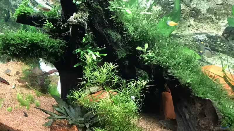 Dekoration im Aquarium Acero Gesellschaft von Acero (25)