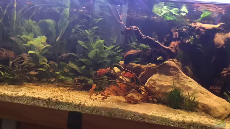 Dekoration im Aquarium Acuario de Tina von TinaAqua (23)