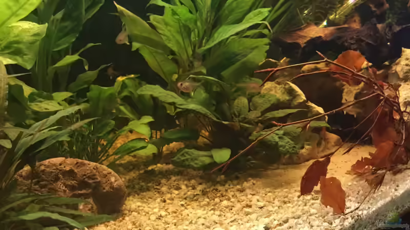 Dekoration im Aquarium Acuario de Tina von TinaAqua (24)