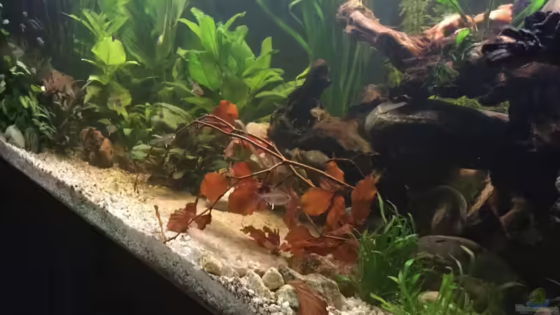 Dekoration im Aquarium Acuario de Tina von TinaAqua (26)