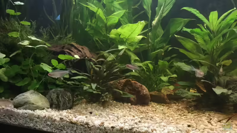 Dekoration im Aquarium Acuario de Tina von TinaAqua (27)