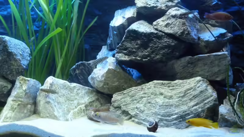 Dekoration im Aquarium African Dream von René L. (4)