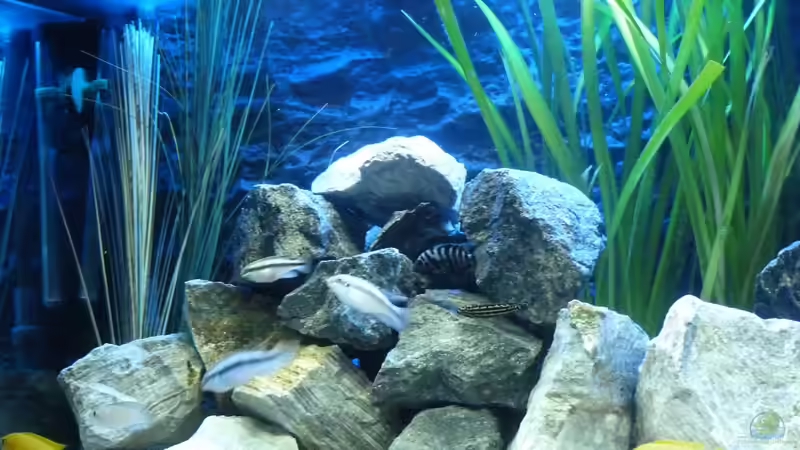 Dekoration im Aquarium African Dream von René L. (5)