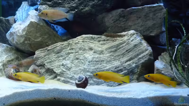 Dekoration im Aquarium African Dream von René L. (6)