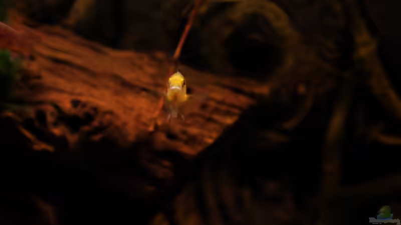 Dekoration im Aquarium african passion von die Perle... (29)