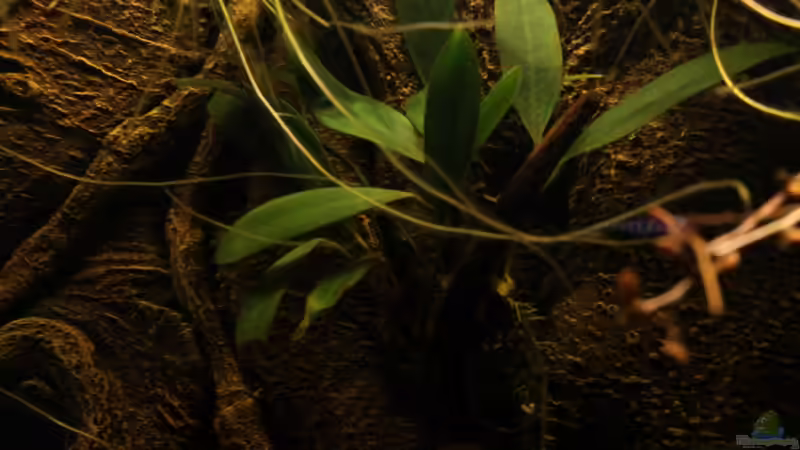 Dekoration im Aquarium african passion von die Perle... (30)