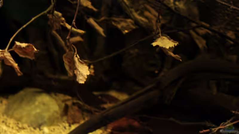 Dekoration im Aquarium african passion von die Perle... (39)