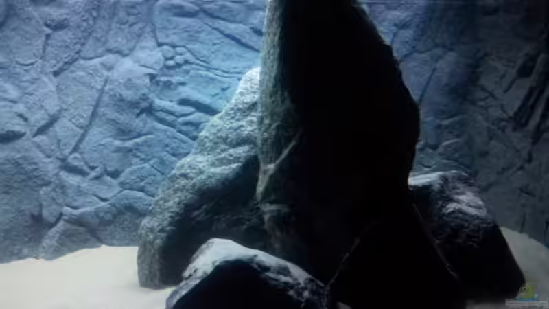 Dekoration im Aquarium African Tank Pl.Mdoka von MJ (13)