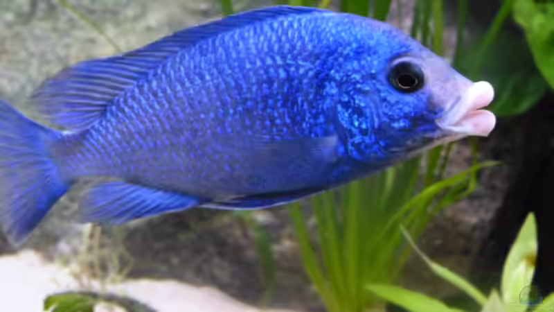 Dekoration im Aquarium African Tank Pl.Mdoka von MJ (15)