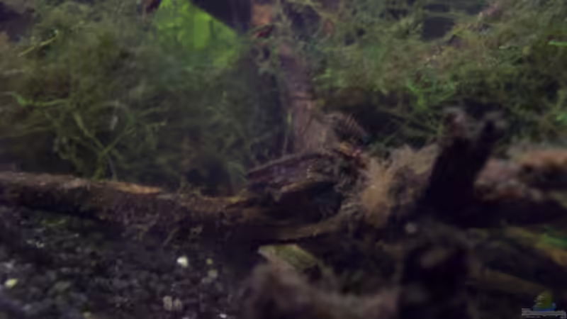 Dekoration im Aquarium Afrika ... nur noch als Beispiel von Eginger (40)