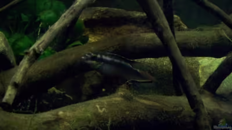 Dekoration im Aquarium Afrika ... nur noch als Beispiel von Eginger (41)