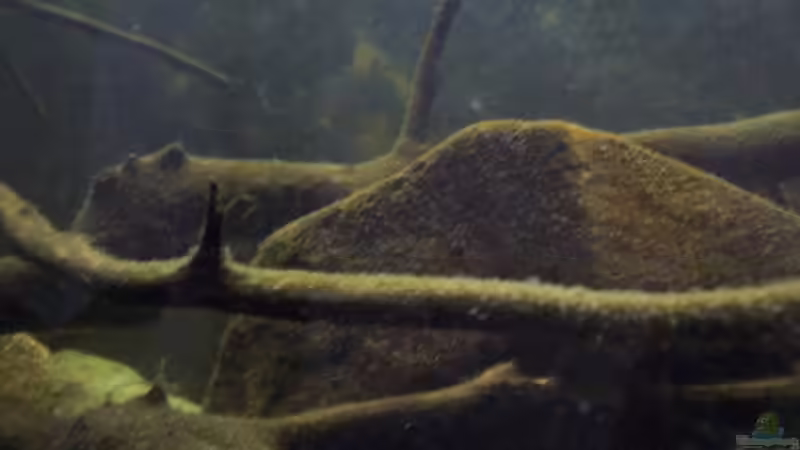 Dekoration im Aquarium Afrika ... nur noch als Beispiel von Eginger (42)