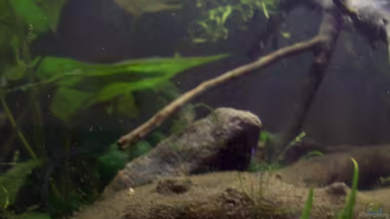 Dekoration im Aquarium Afrika ... nur noch als Beispiel von Eginger (43)