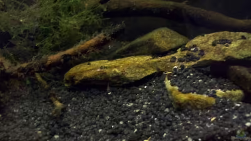 Dekoration im Aquarium Afrika ... nur noch als Beispiel von Eginger (44)