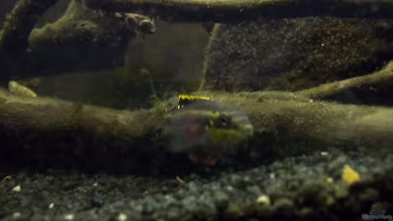 Dekoration im Aquarium Afrika ... nur noch als Beispiel von Eginger (45)