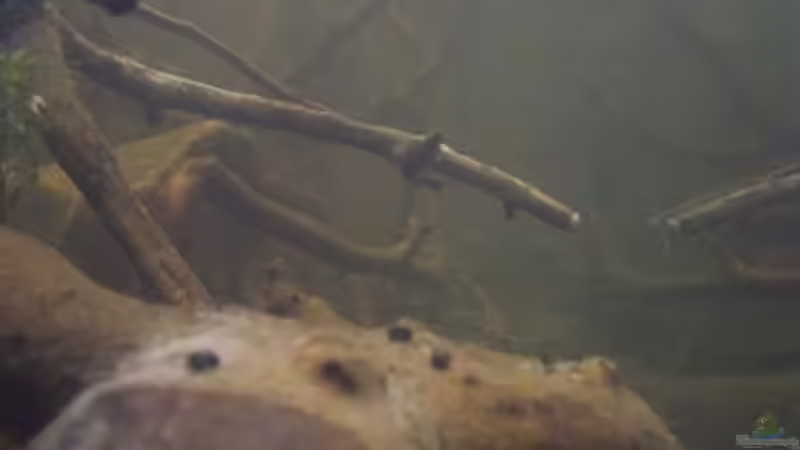 Dekoration im Aquarium Afrika ... nur noch als Beispiel von Eginger (47)