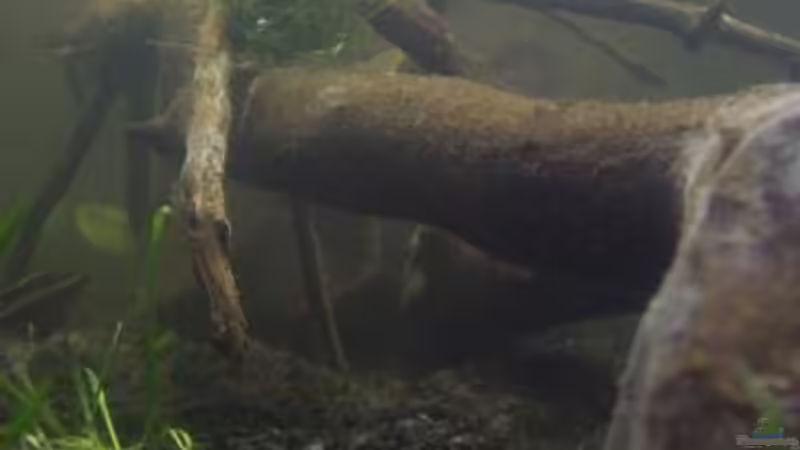 Dekoration im Aquarium Afrika ... nur noch als Beispiel von Eginger (48)