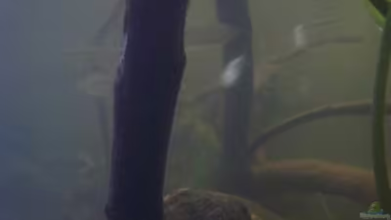 Dekoration im Aquarium Afrika ... nur noch als Beispiel von Eginger (49)