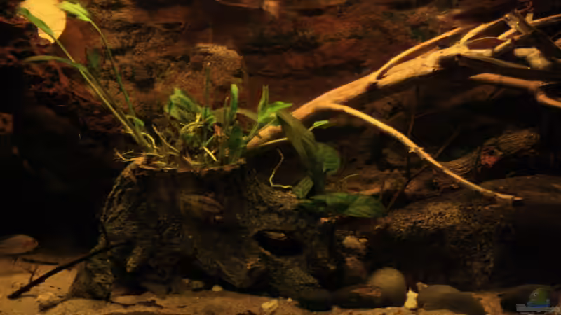 Dekoration im Aquarium Afrikas Kongo River von Florian Bandhauer (29)
