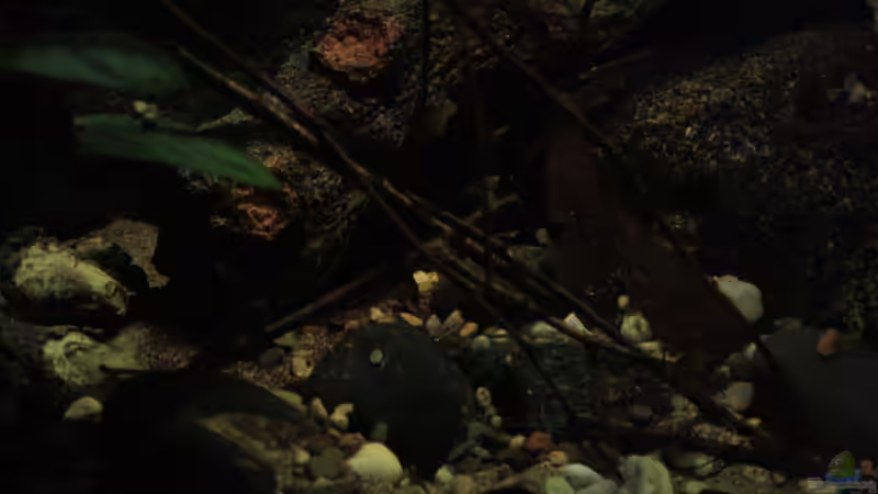 Dekoration im Aquarium Afrikas Kongo River von Florian Bandhauer (34)